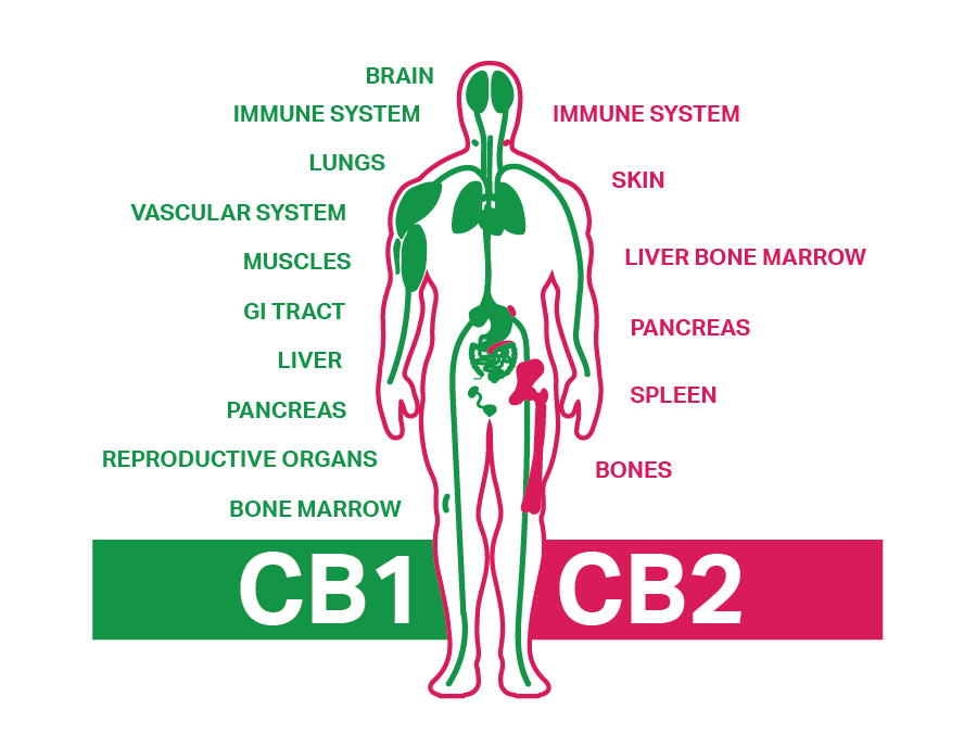 Endocannabinoid System